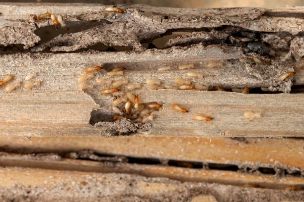 Trusted Emerald Lake Hills, CA Pest Control Experts